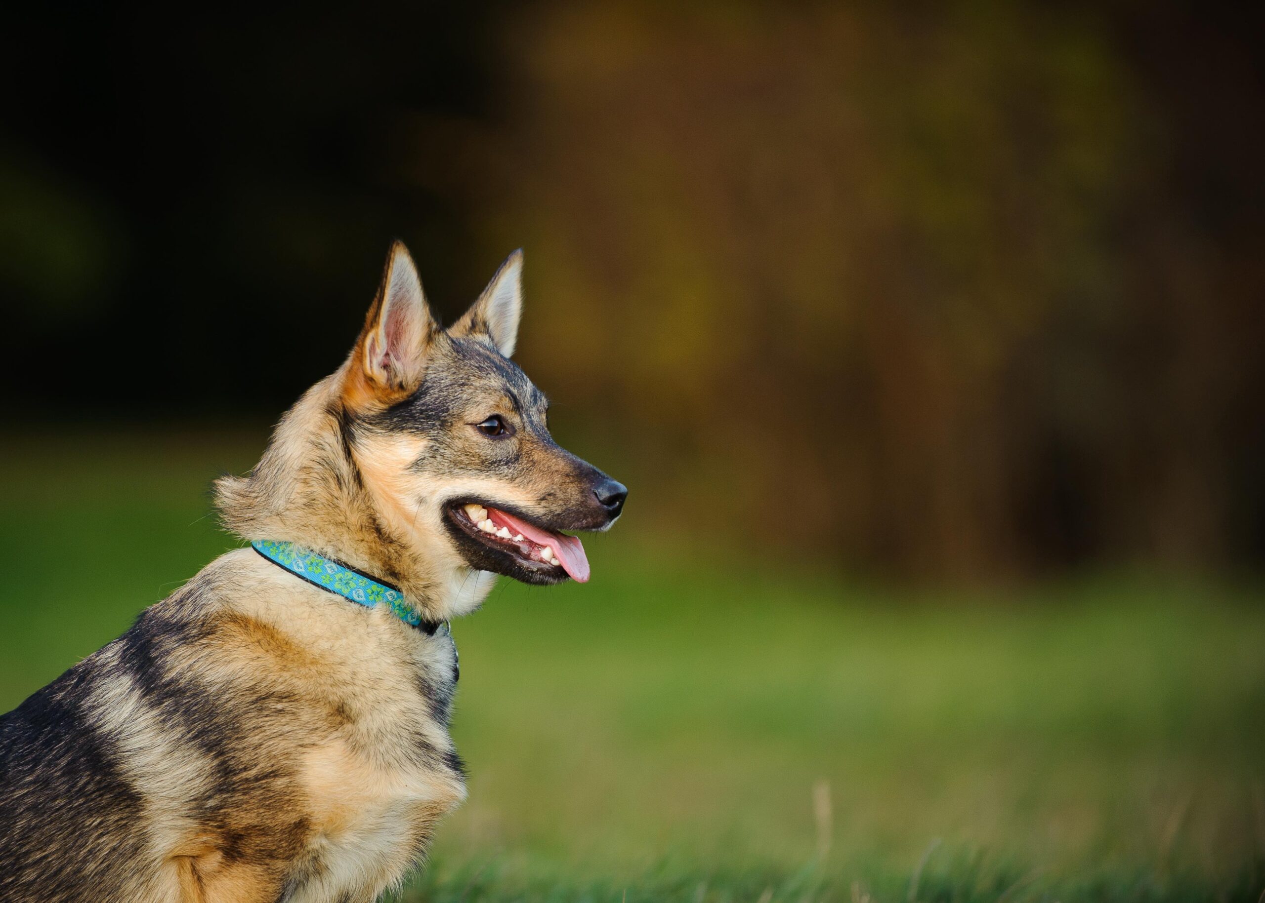 portrait of a swedish vallhund