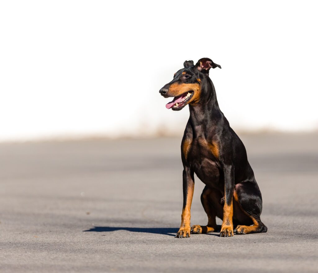 black and tan manchester terrier sitting