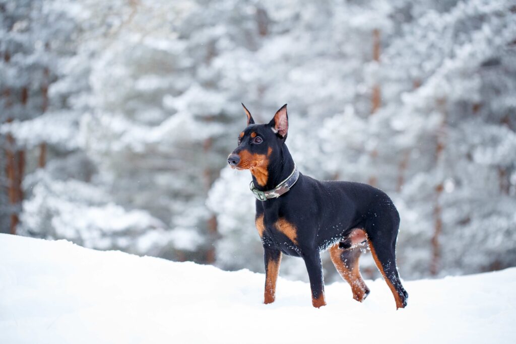 german-pinscher-1024x683.jpg