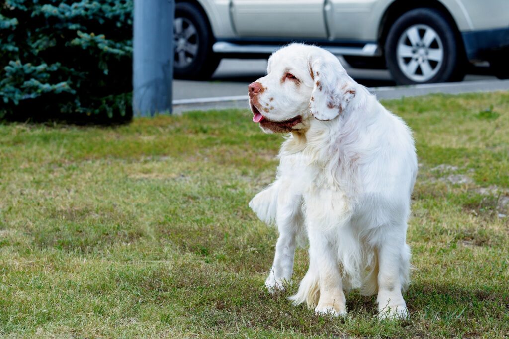 clumber spaniel standing in grass