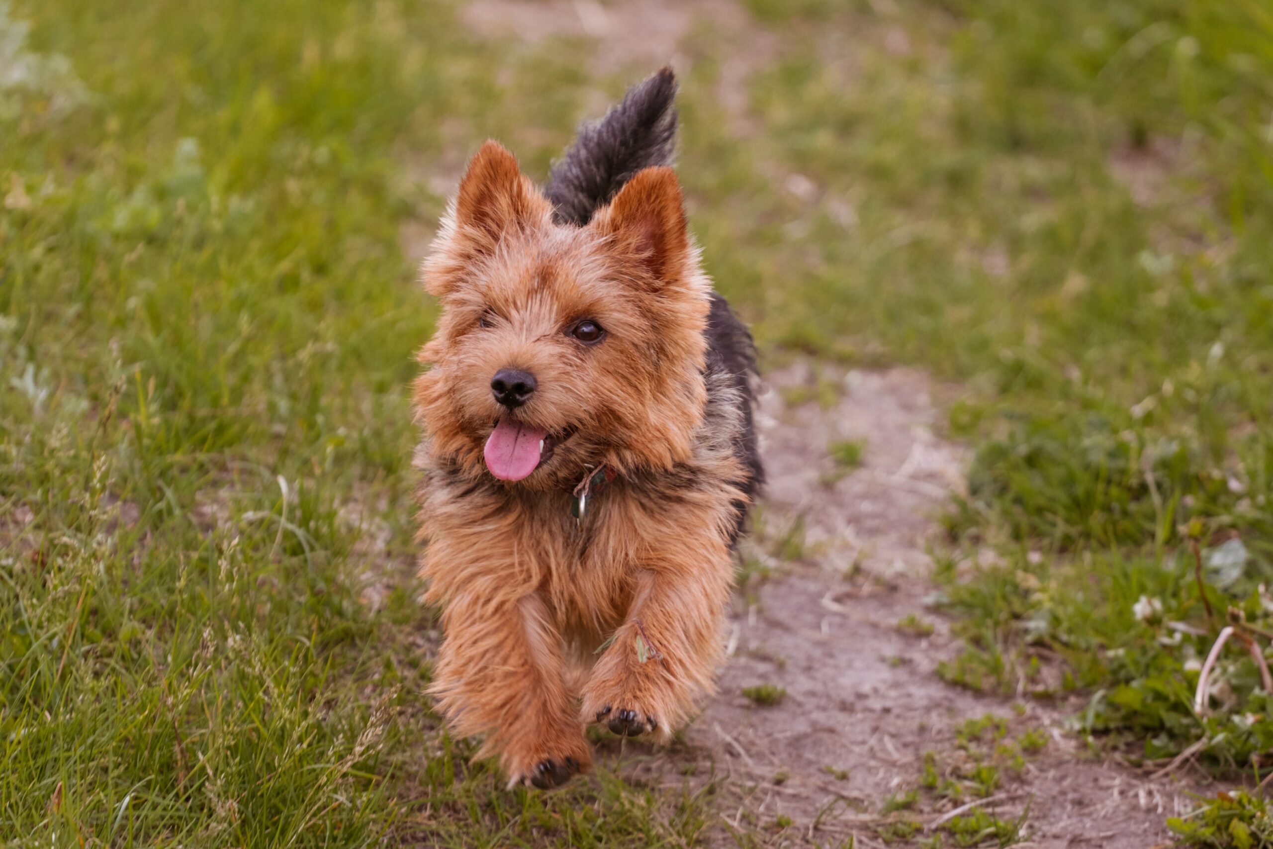 norwich terrier sitting in grass while on a leash