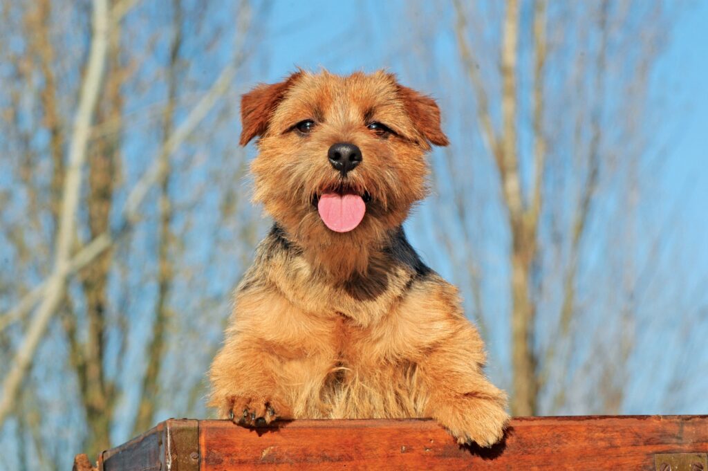 norfolk terrier outside