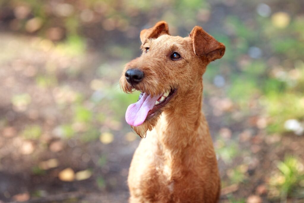 red irish terrier smiling at the camera