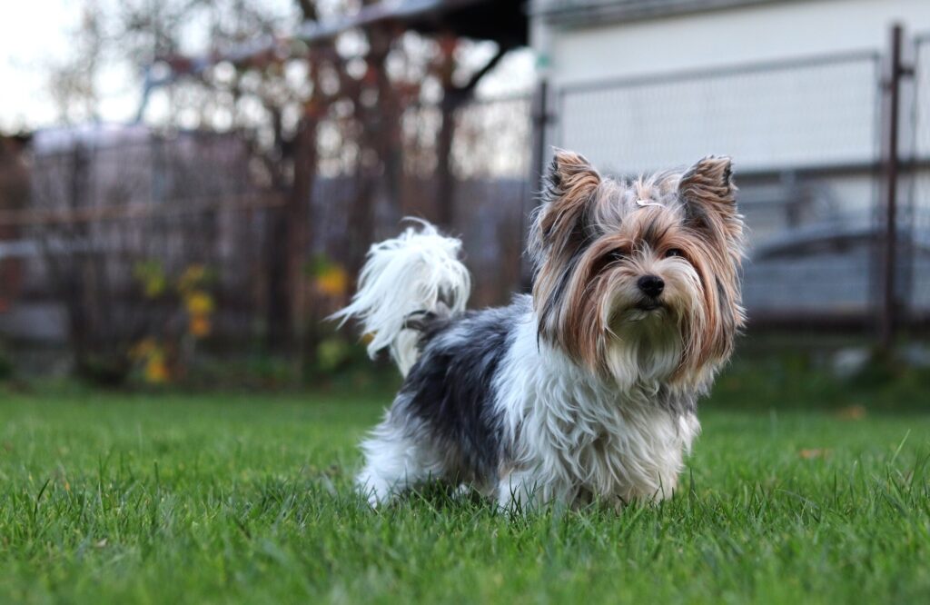 biewer terrier standing in a backyard