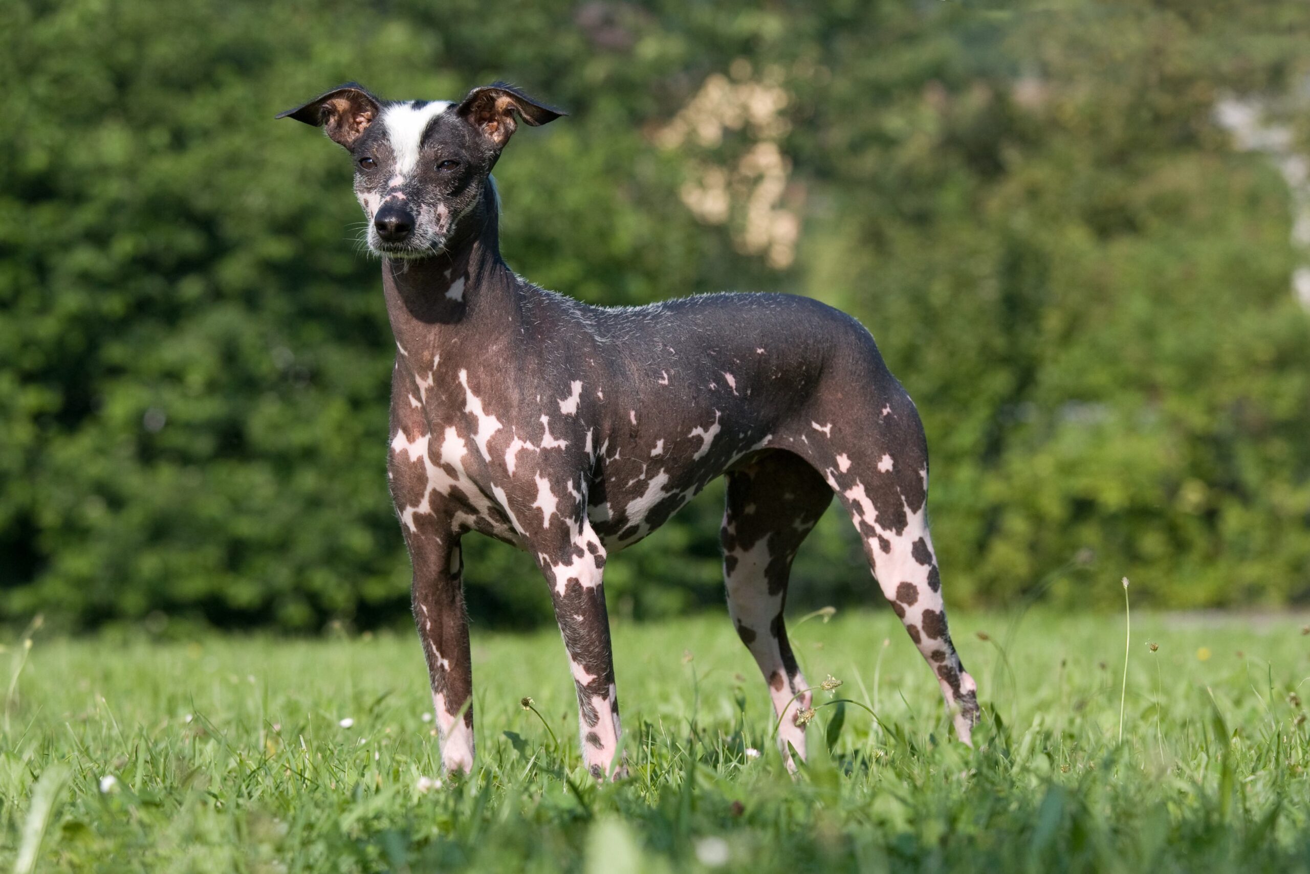 peruvian inca orchid dog