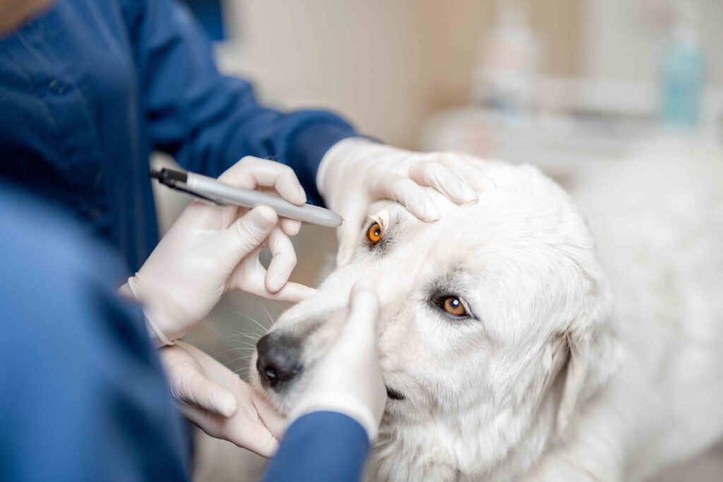 white dog whose eyes are being examined at the vet