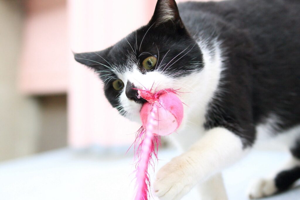cat-chewing-on-pink-string