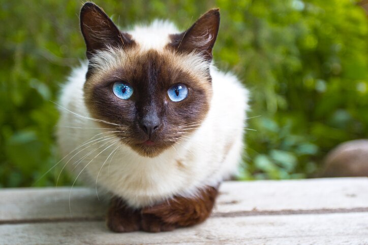 siamese cat crouching outside on a wooden surface