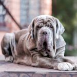 gray neapolitan mastiff dog lying on the ground looking at the camera