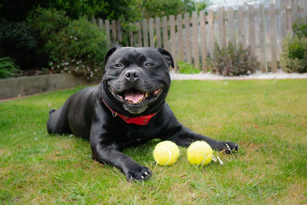 black staffordshire bull terrier panting in grass with tennis balls
