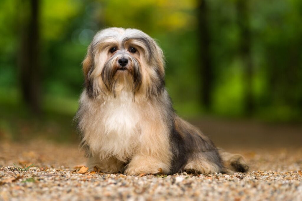 white and cream havanese dog sitting outside