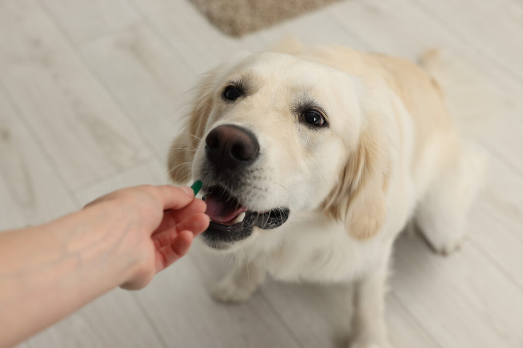 mushrooms for dogs