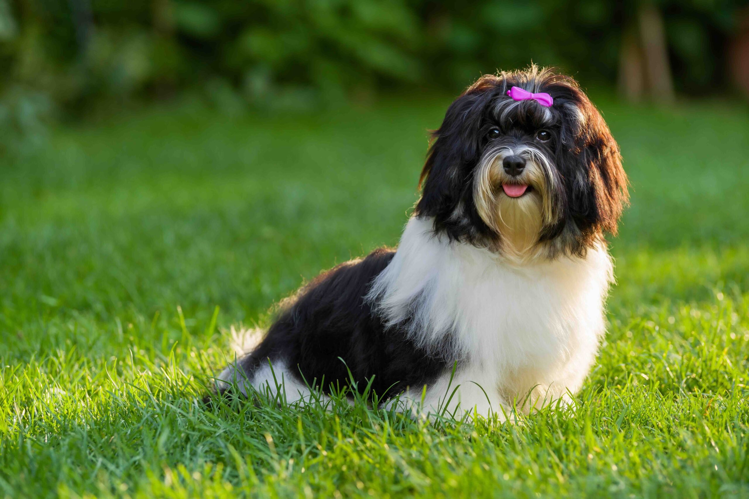 black and white Havanese dog sitting in grass and wearing a pink bow