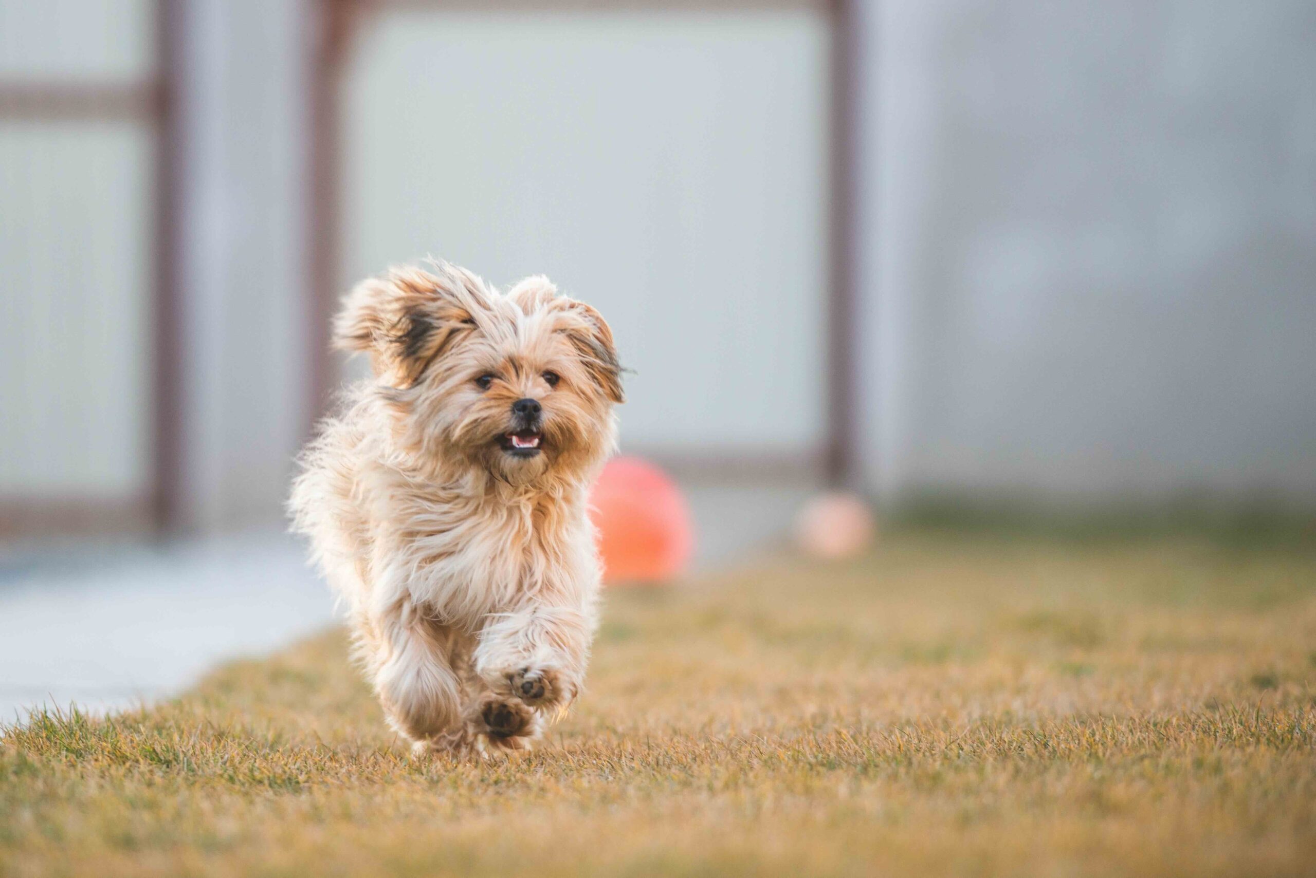 Beige Havanese dog running in a yard