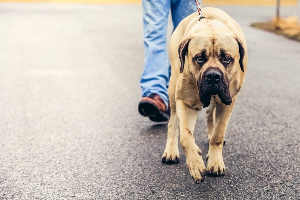 english mastiff dog on a walk