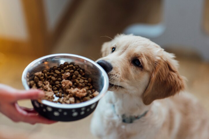 Photo of a hand holding a dog food bowl, extended in order to feed a puppy