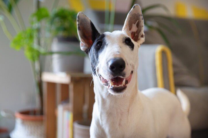 white and black bull terrier smiling in a home