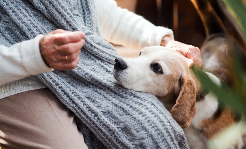 old beagle dog resting his head on a human's lap