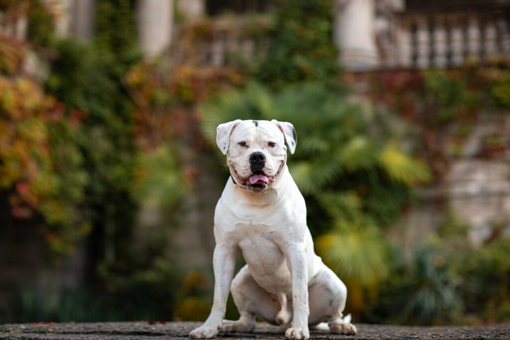 white american bulldog sitting outside