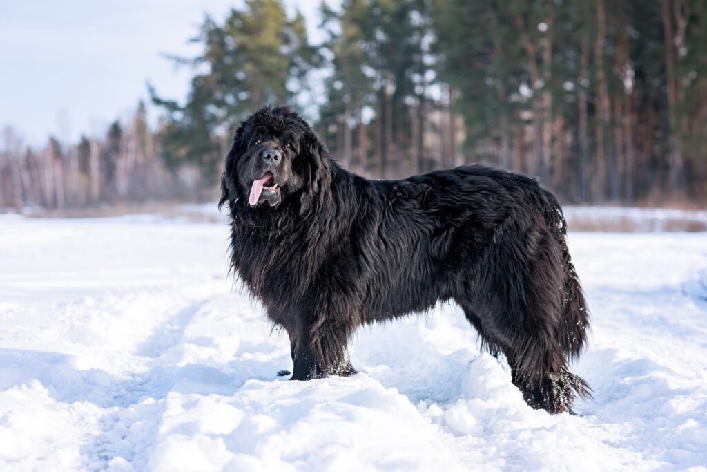 black fluffy newfoundland dogs standing in the snow with his tongue out