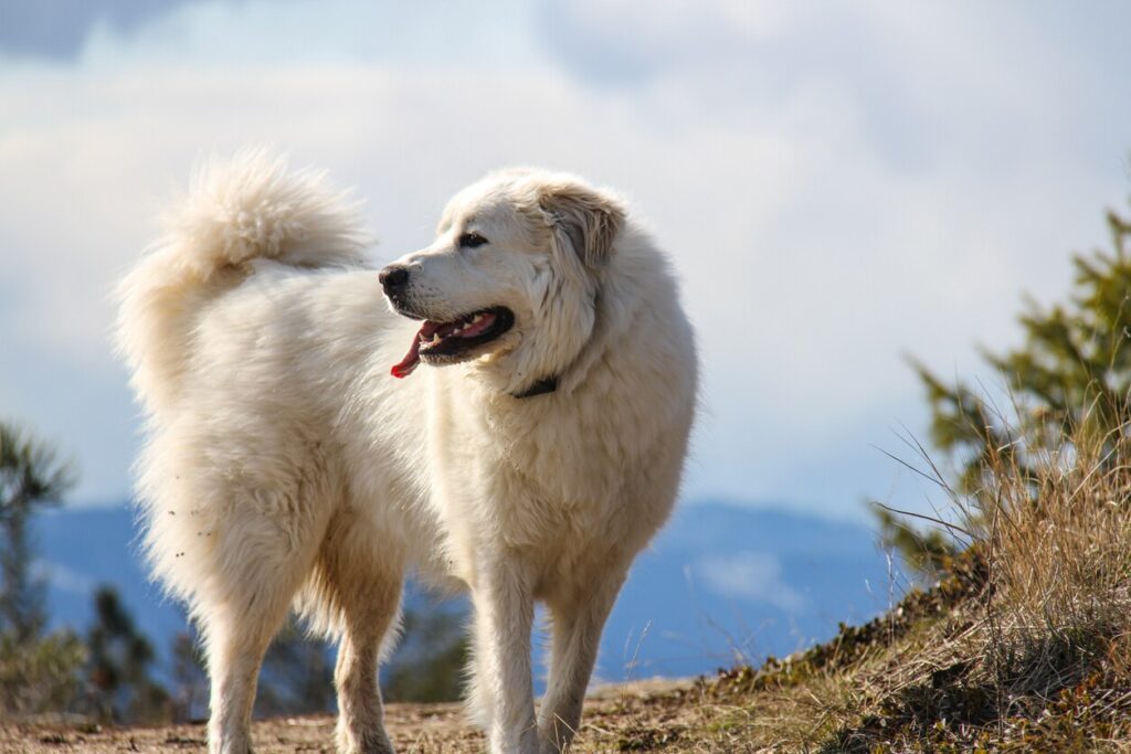 great pyrenees dog standing outside with his tongue hanging out