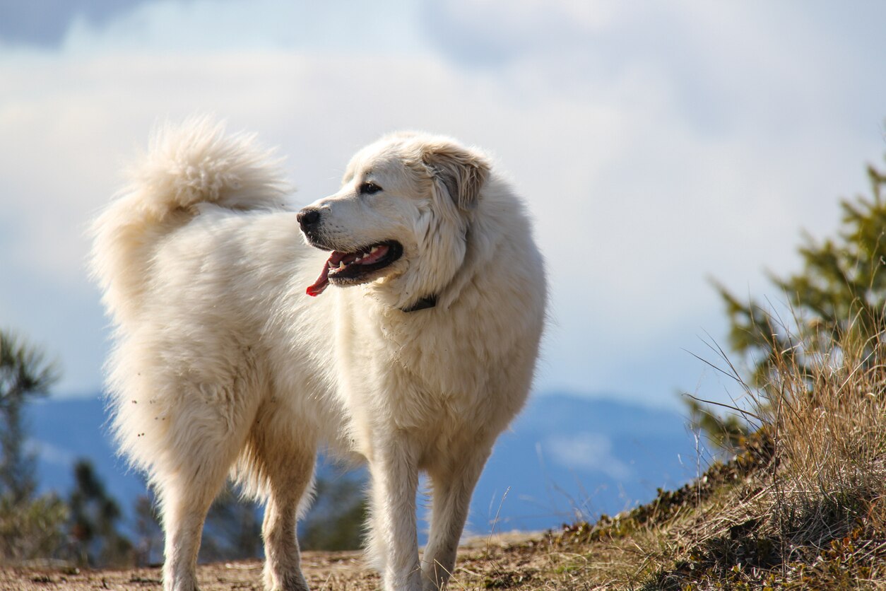 white great pyrenees sitting in front of autumn leaves