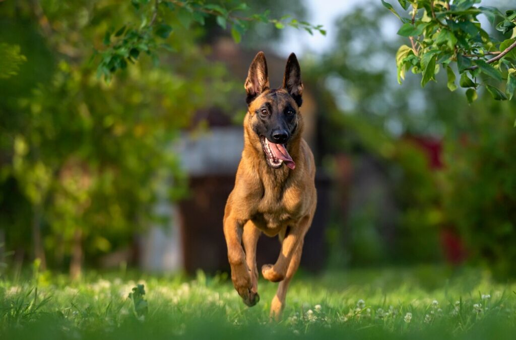 belgian malinois running in a yard