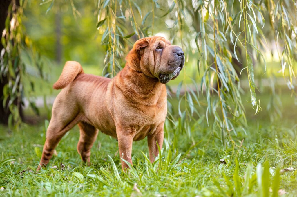 red shar pei standing in front of a willow tree