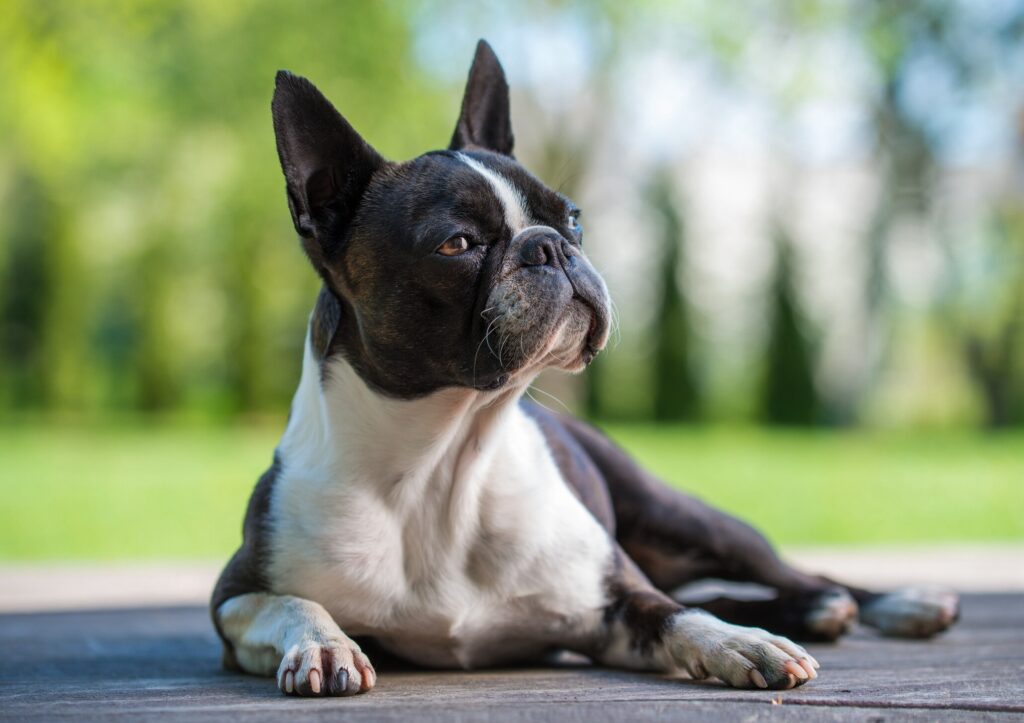 black and white boston terrier lying on pavement outside