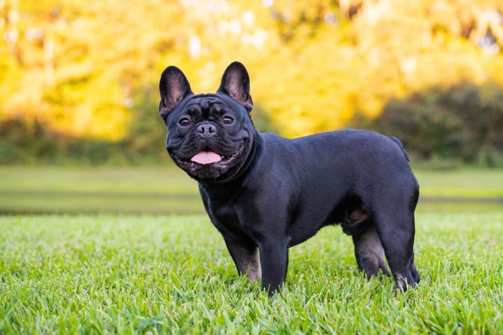 black french bulldog smiling outside in grass