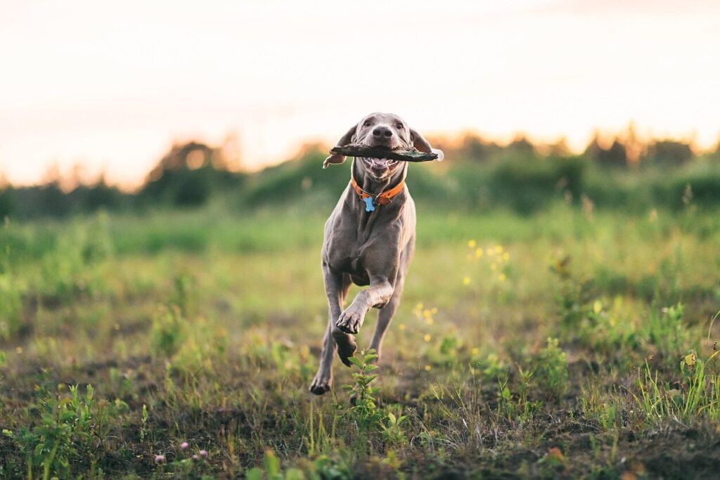 Weimaraner dog running through a field with a stick in his mouth