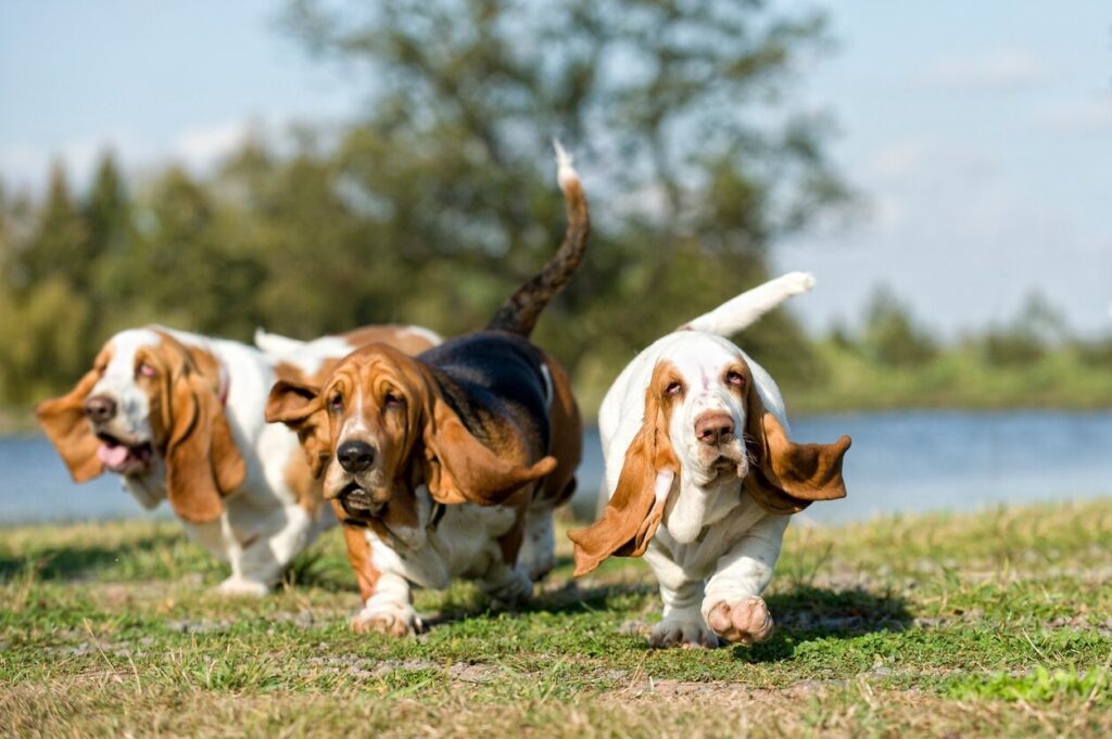 three basset hounds romping around outside