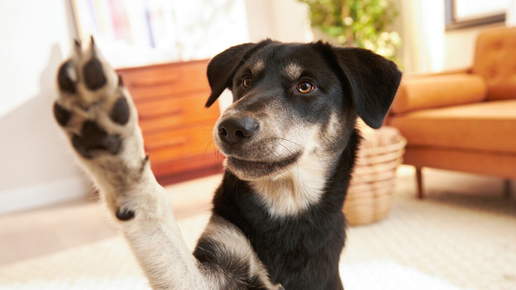 Why do dog paws smell like Fritos