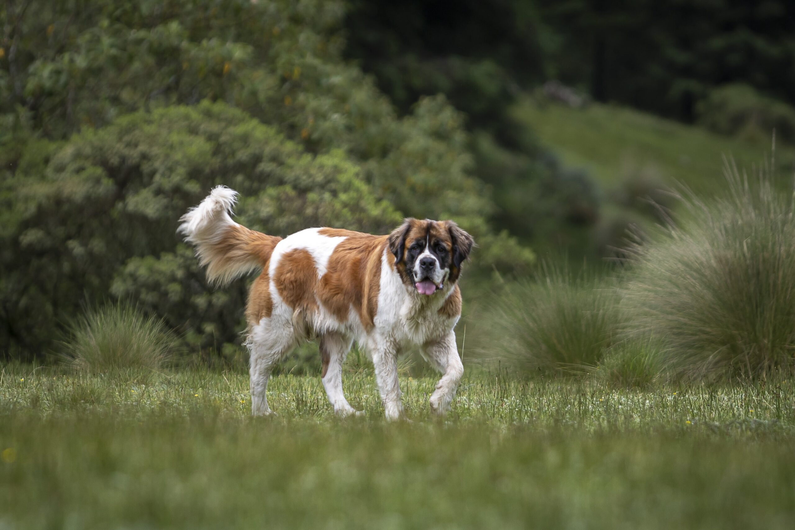 saint bernard walking through grass