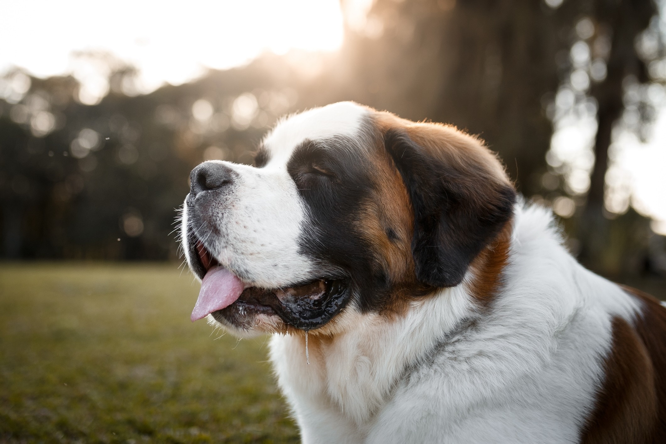close-up of a saint bernard's face outside