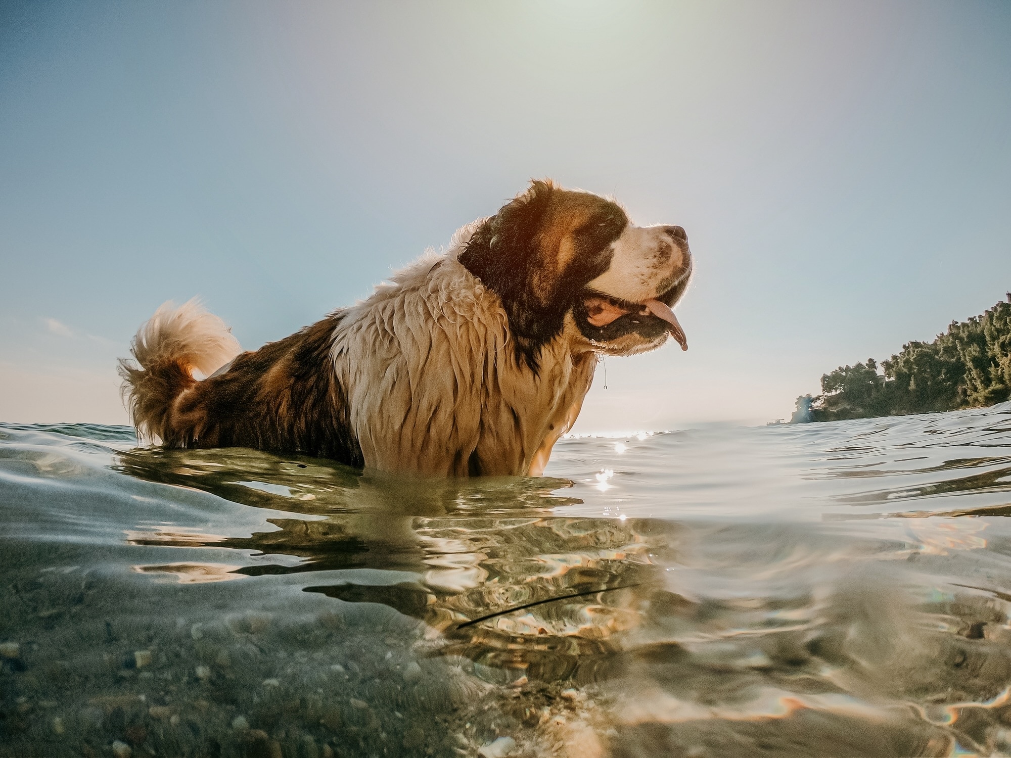 saint bernard in water