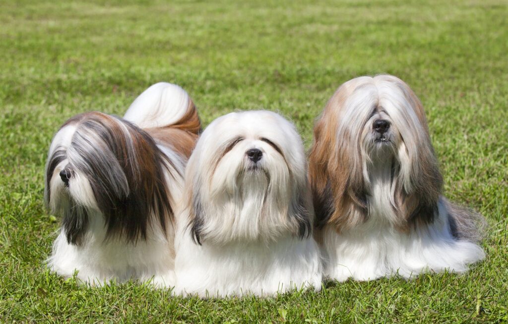 three longhaired lhasa apso dogs sitting in grass