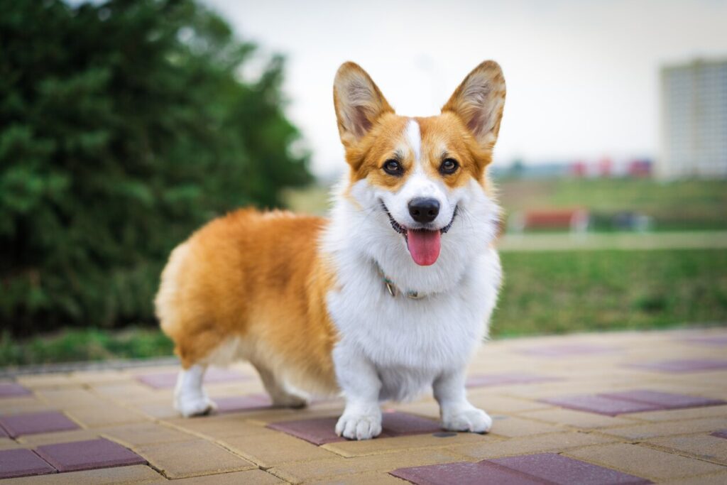 pembroke welsh corgi standing and smiling