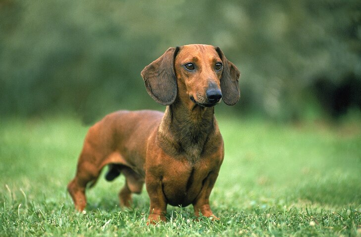 dachshund-dog-standing-in-grass