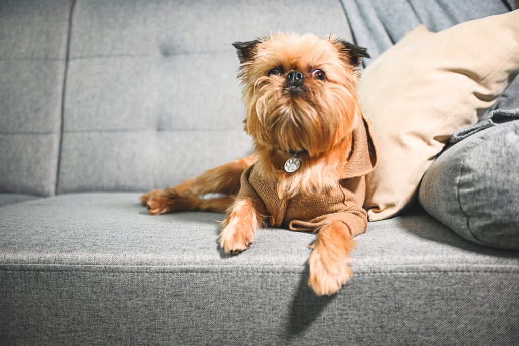 A brown scruffy Brussels Griffon lying on a gray couch.