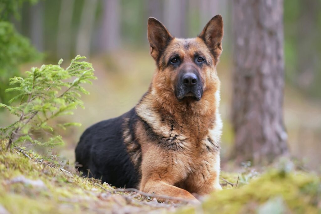Hip dysplasia in dogs. A german shepherd lying down and looking at the camera