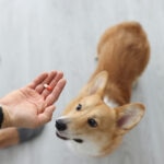 Olive Leaf Extract for Dogs: What You Need to Know