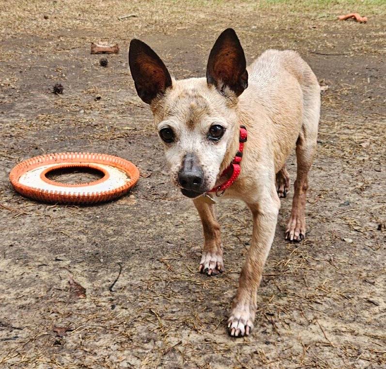 Chico, a 15-year-old dog seeking adoption