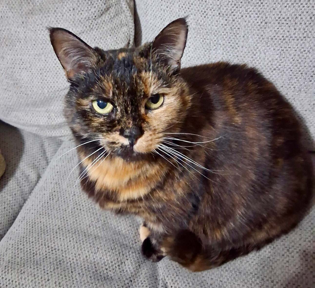Domi, a 15-year-old cat seeking adoption