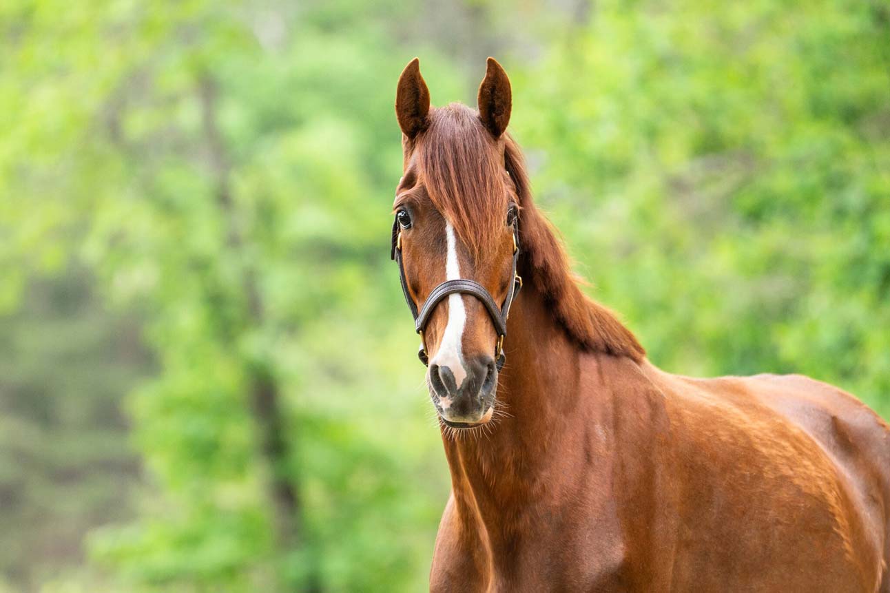 Duchess, a 15-year-old horse seeking adoption