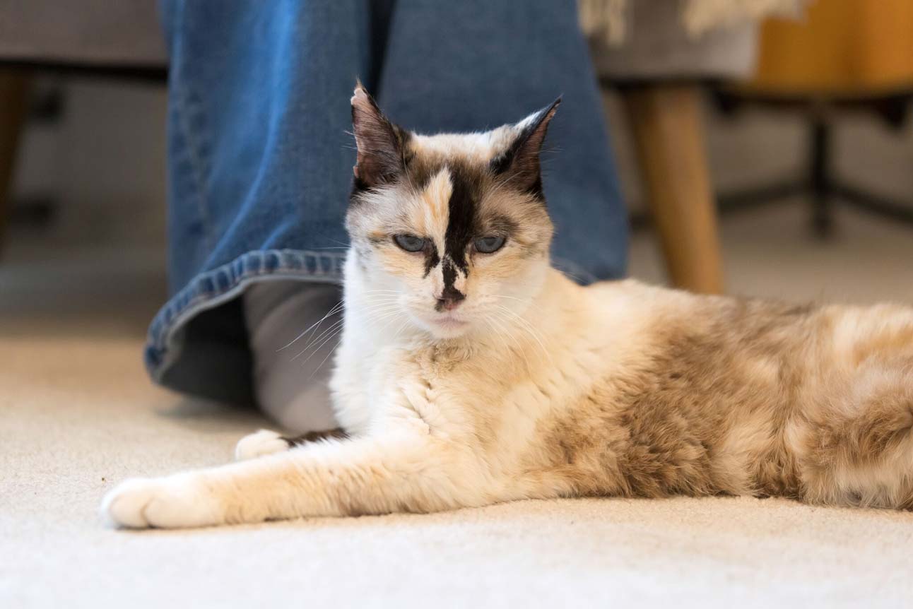 Gemma, a 15-year-old cat seeking adoption