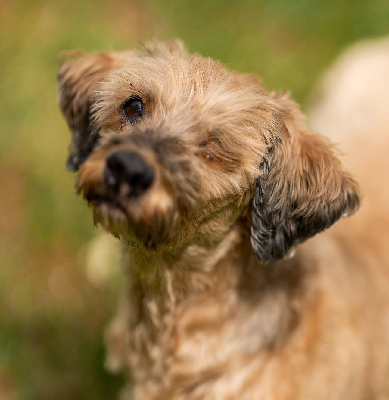 Holly, a 15-year-old dog seeking adoption