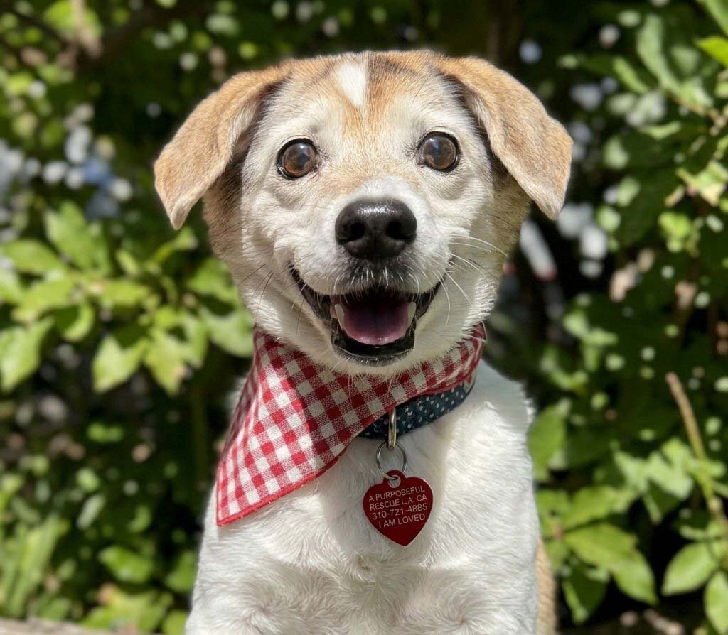 Liz Quackers, a 15-year-old dog seeking adoption