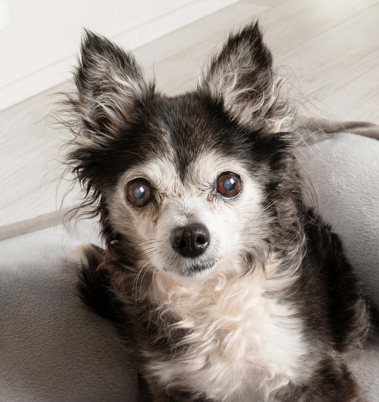 Penny, a 15-year-old dog seeking adoption
