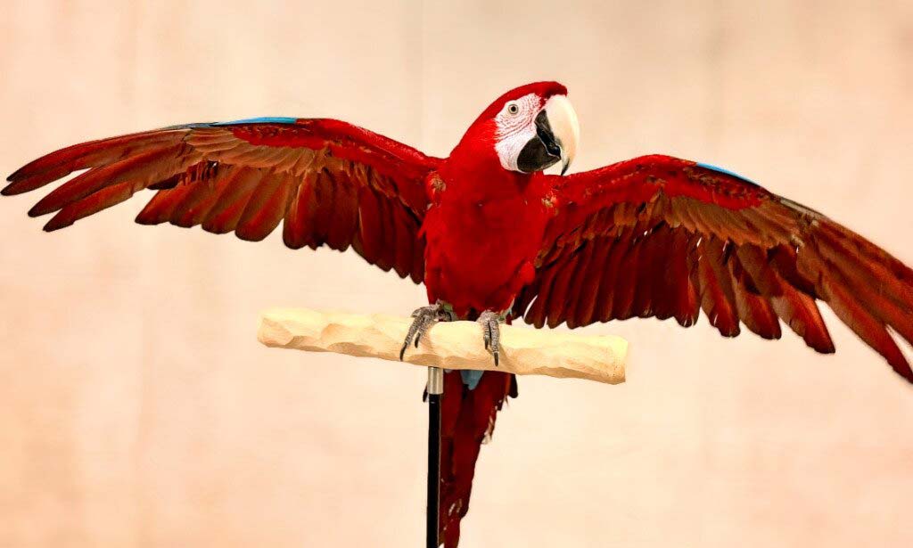 Rico, a 15-year-old bird seeking adoption